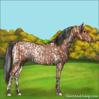 Horse Color:Bay Sabino and Bay Rabicano