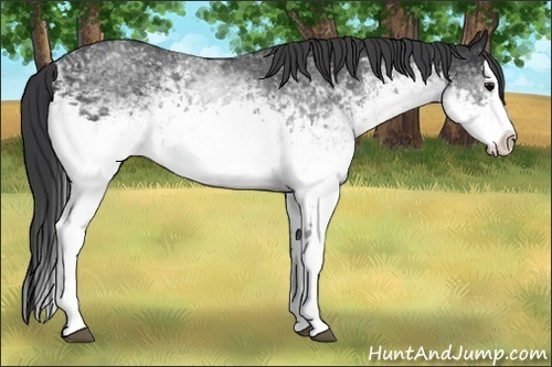 Horse Color:White Spotted Black Splash 