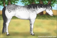 Horse Color:White Spotted Black Splash