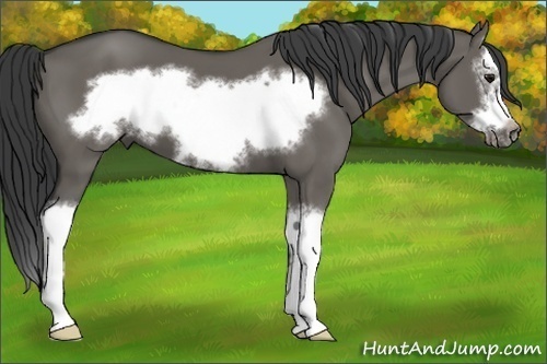 Horse Color:Grullo Sabino Splash Frame 