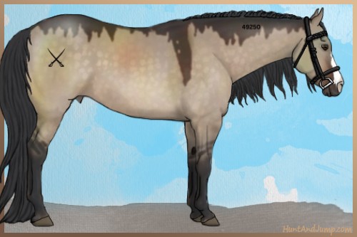 Horse Color:Brown Dun