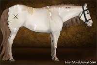 Horse Color:White Spotted Grullo Pearl 