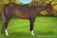 Horse Color:Liver Chestnut Sabino Rabicano