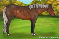 Horse Color:Silver Buckskin 