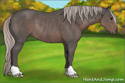 Horse Color:Silver Black Rabicano 