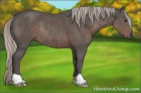 Horse Color:Silver Black Rabicano