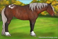 Horse Color:Silver Brown Appaloosa Rabicano