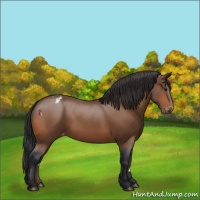 Horse Color:Bay Appaloosa Rabicano 