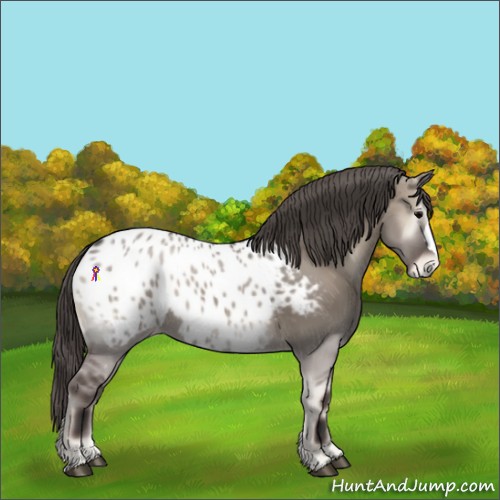 Horse Color:Grullo Onyx Near Leopard 