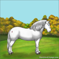 Horse Color:Gray Chestnut Splash 