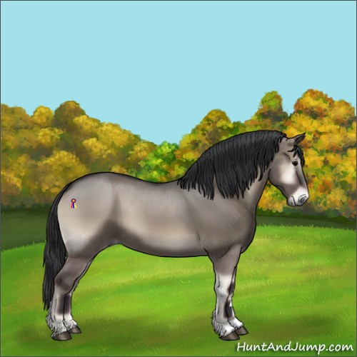 Horse Color:Grullo Onyx