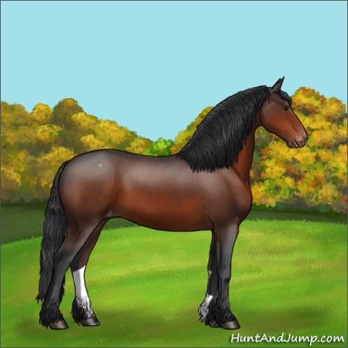Horse Color:Brown Appaloosa 