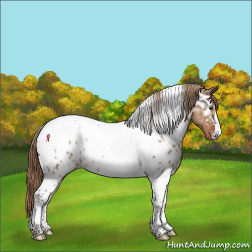 Horse Color:Liver Red Dun Tobiano Appaloosa Rabicano