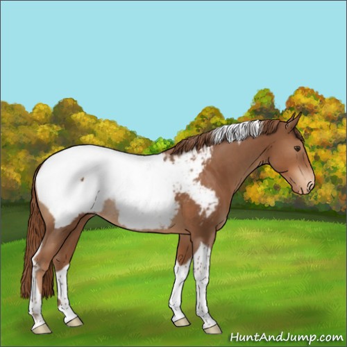 Horse Color:Chestnut Tobiano Snowcap Rabicano 