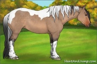 Horse Color:Bay Dun Tobiano Rabicano 