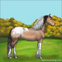 Horse Color:Bay Dun Tobiano Appaloosa Rabicano
