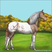 Horse Color:Liver Red Dun Tobiano Appaloosa Rabicano 