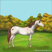Horse Color:Amber Champagne Dun Appaloosa Rabicano 