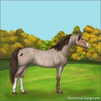 Horse Color:Liver Red Dun Roan Rabicano 