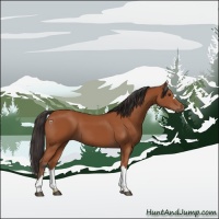 Horse Color:Bay 