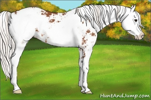 Horse Color:Silver Bay Sabino Appaloosa