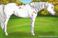 Horse Color:Silver Bay Sabino Appaloosa 