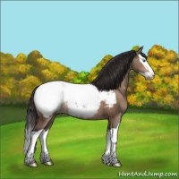 Horse Color:Brown Dun Splash Appaloosa 