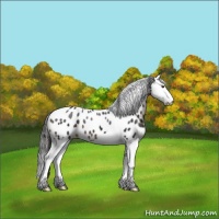 Horse Color:Liver Chestnut Splash Leopard 