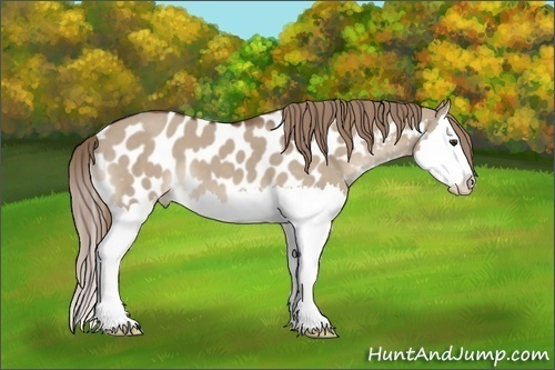 Horse Color:Liver Red Dun Splash Appaloosa 
