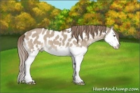Horse Color:Liver Red Dun Splash Appaloosa 