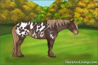 Horse Color:Liver Chestnut Appaloosa