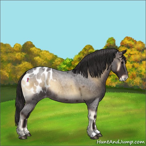Horse Color:Smoky Blue Onyx Roan Appaloosa 