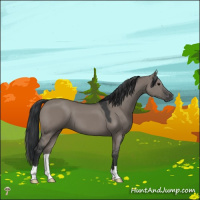 Horse Color:Grullo 