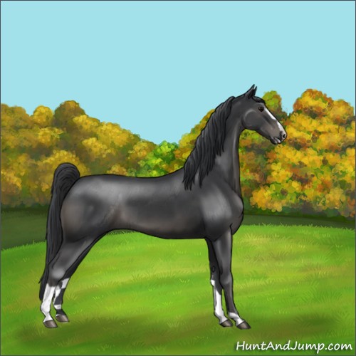 Horse Color:Black Sabino 