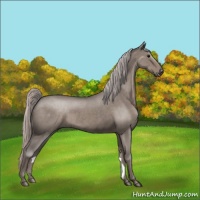 Horse Color:Silver Grullo Roan