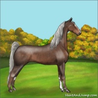 Horse Color:Liver Chestnut Sabino
