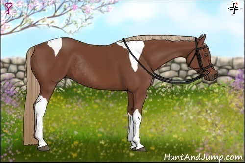 Horse Color:Chestnut Tobiano Rabicano 