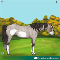 Horse Color:Liver Red Dun Roan Splash Frame 