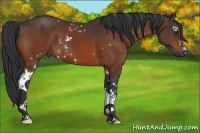 Horse Color:White Spotted Brown 