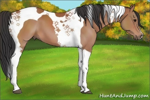 Horse Color:Bay Tobiano