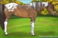 Horse Color:Buckskin Tobiano Appaloosa 