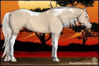 Horse Color:Cremello Tobiano