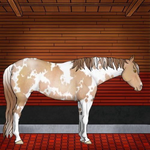 Horse Color:White Spotted Bay Pearl Rabicano