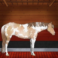 Horse Color:White Spotted Bay Pearl Rabicano