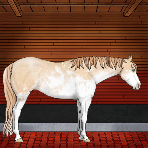 Horse Color:Buckskin Pearl Sabino 