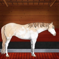Horse Color:Buckskin Pearl Sabino 