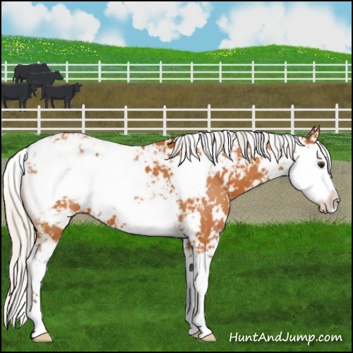 Horse Color:Silver Buckskin Sabino 