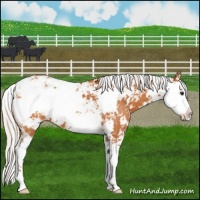 Horse Color:Silver Buckskin Sabino 