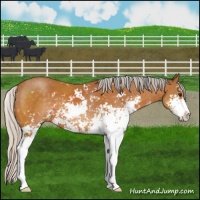 Horse Color:Silver Buckskin Sabino 