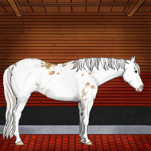 Horse Color:Silver Buckskin Dun Sabino 